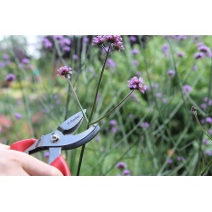 Darlac Cut-N-Hold Stainless Steel Secateurs
