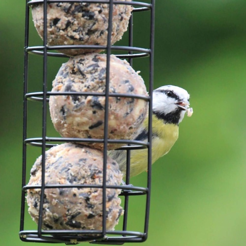 Bird Feed