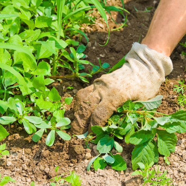 Gardening without chemicals - top tips for chemical-free weeding