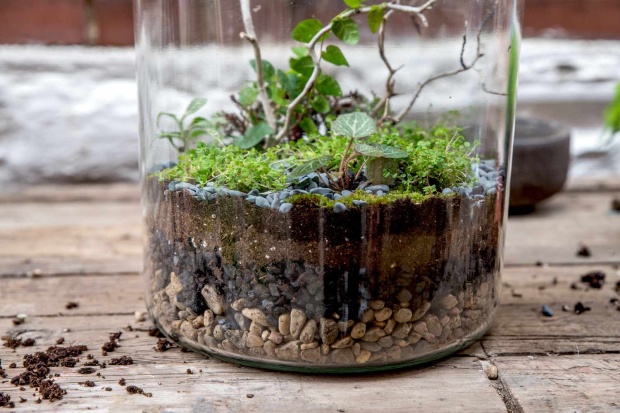 Terrarium workshop - Create your own mini garden