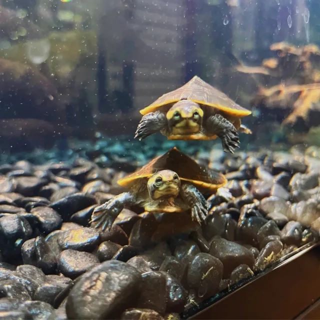 Turtles