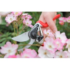 Darlac Expert Bypass Secateurs