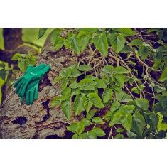 Town & Country Ladies Master Gardener Gloves - Green