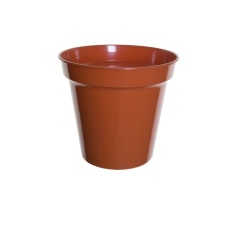 White Furze 25cm (10') Pot - Terracotta