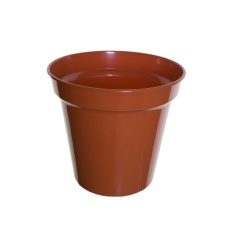White Furze 31cm (12.5') Pot - Terracotta