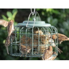 Nuttery Oval Suet/Fat Ocean Green