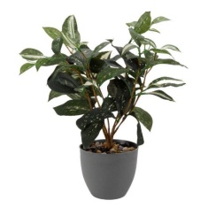 Smart Garden Japanese Laurel 38cm