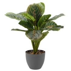 Smart Garden Prayer Plant 35cm