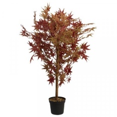 Smart Garden Red Acer