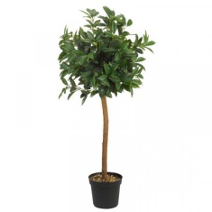 Smart Garden Bay Tree