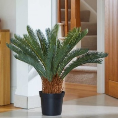 Smart Garden Sago Palm Smart Garden Sago Palm