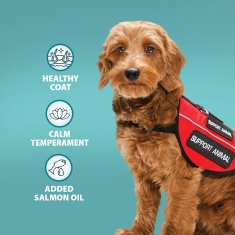 Burns Adult Dog Alert Chicken & Brown Rice Dry Food - 12kg