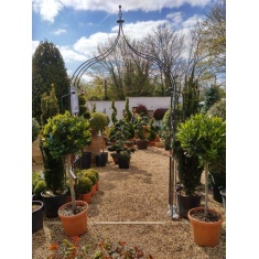 Poppy Forge Flower Arch Ogee Poppy Forge Flower Arch Ogee