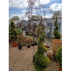 Poppy Forge Gothic Tunnel Poppy Forge Gothic Tunnel