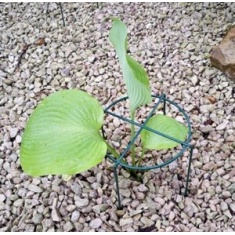 Poppy Forge Simple Plant Support Ring - Pack of 4 Poppy Forge Simple Plant Support Ring - Pack of 4