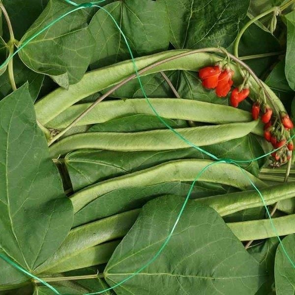 Smart Garden Pea & Bean Netting - 2m x 5m Green 150mm Mesh