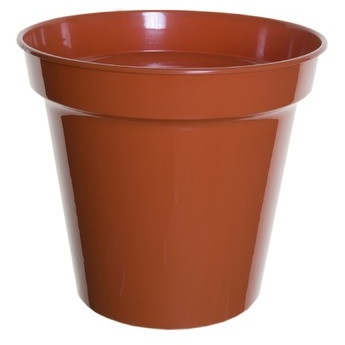 White Furze 20cm (8") Pot - Terracotta