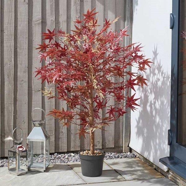 Smart Garden Red Acer