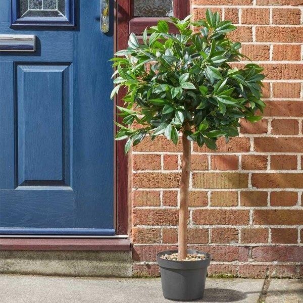 Smart Garden Bay Tree