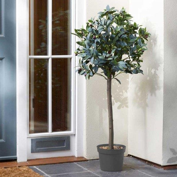 Smart Garden Olive Tree