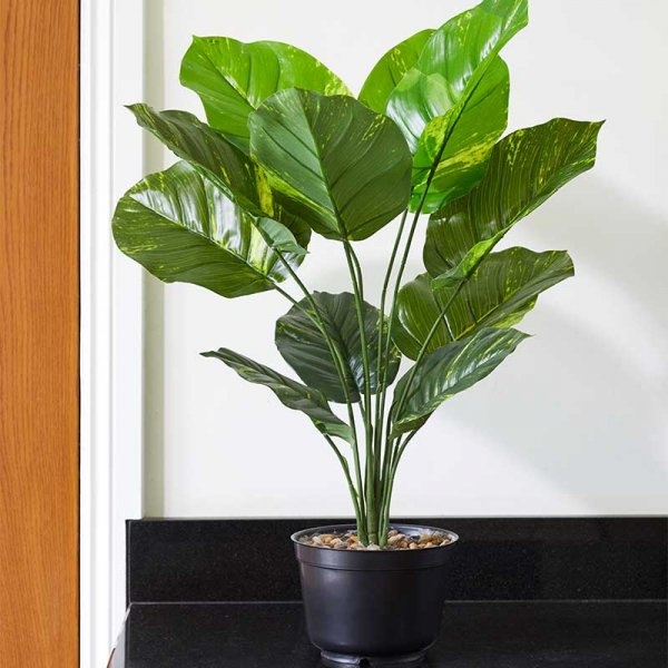 Smart Garden Leopard Lily