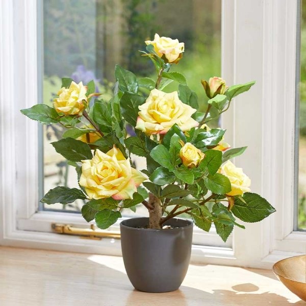 Smart Garden 40cm Regent's Roses - Sunshine Yellow