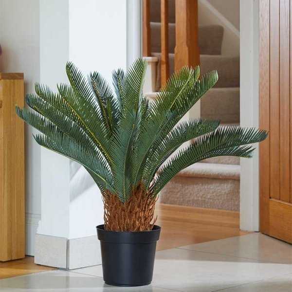 Smart Garden Sago Palm