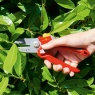 Wolf Garten RS2500 Anvil Secateurs in use