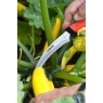 Darlac DP951 Harvest & Asparagus Knife