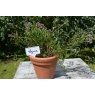 Tildenet T Shaped Plant Labels - White x20