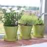 Haxnicks 5" Bamboo Pot - Sage Green x5