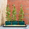 Smart Garden Tomato Gro-Box Triple Pack