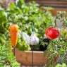 Smart Garden Veggies - Carrot, Garlic, Tomato