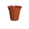 White Furze 20cm (8') Pot - Terracotta