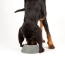 Scruffs Classic Long Eared Dog Bowl - Grey