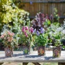 Smart Garden Pixie Pots 10cm Assortment