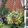 Smart Garden Regal Basket - Lilac Bloom