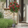 Smart Garden 120cm Regent's Roses - Ruby Red