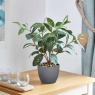 Smart Garden Japanese Laurel 38cm