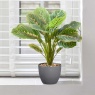 Smart Garden Prayer Plant 35cm