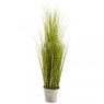 Smart Garden Zebra Grass 90cm