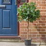 Smart Garden Bay Tree