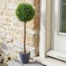 Smart Garden Uno Topiary Tree 40cm