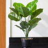 Smart Garden Leopard Lily