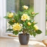 Smart Garden 40cm Regent's Roses - Sunshine Yellow