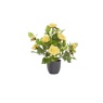 Smart Garden 40cm Regent's Roses - Sunshine Yellow