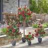 Smart Garden 80cm Regent's Roses - Ruby Red