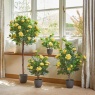 Smart Garden 80cm Regent's Roses - Sunshine Yellow