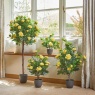 Smart Garden 120cm Regent's Roses - Sunshine Yellow