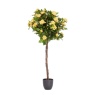 Smart Garden 120cm Regent's Roses - Sunshine Yellow